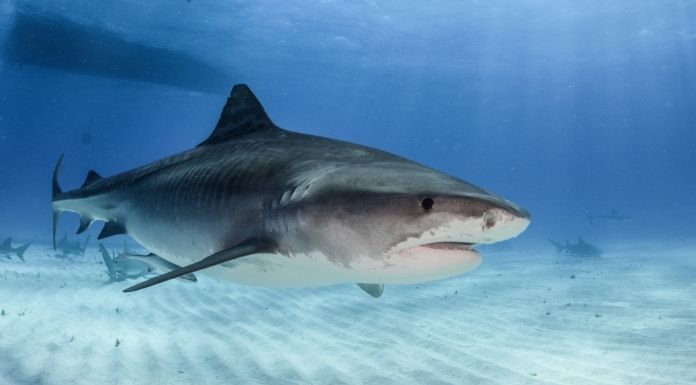 Clare Ocean Conservationist Slams Coverage Of Waterford Shark Incident