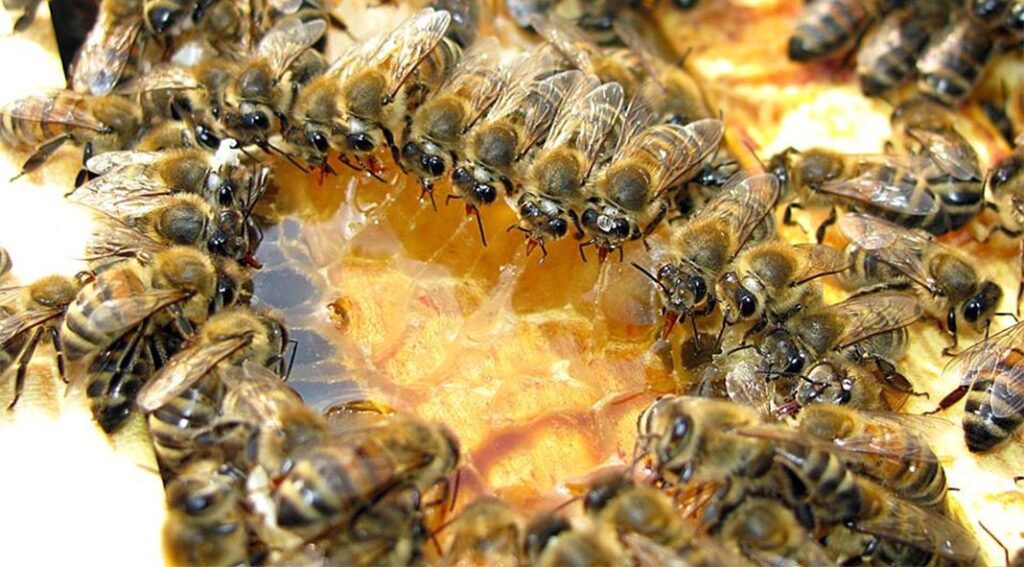 Garda Investigation Underway After Beehives Set Alight In Clare