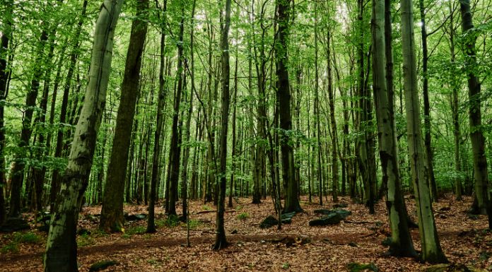 Clare Forester Labels €2 Million In Annual Premiums Issued To County "Pitiful" - News % Clare FM