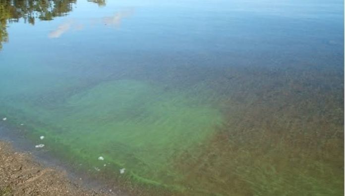 Clare People Urged To Keep Pets Away From Algae
