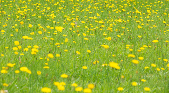 Managing Hay Fever With Natural Remedies