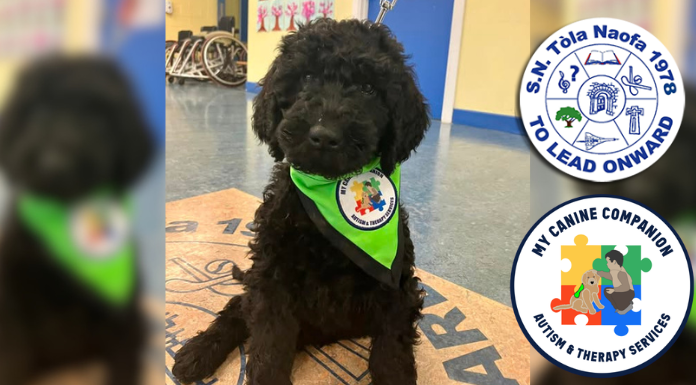 Shannon Primary School Welcomes New Therapy Dog Rosie