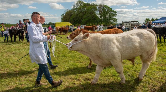 Major Programme Of Events For Newmarket-On-Fergus Agricultural Show