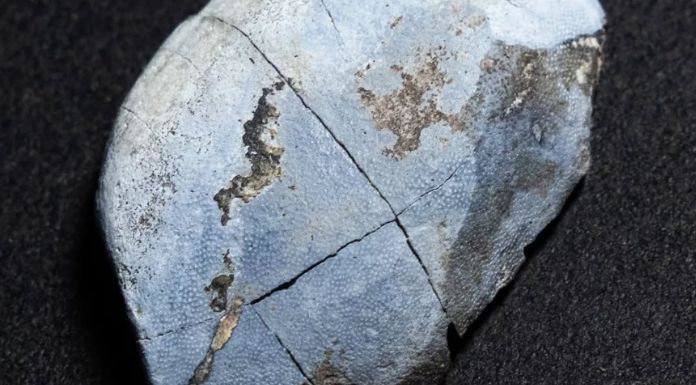 330 Million Year-Old Shark Teeth Discovered In The Burren