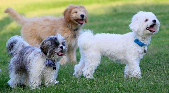 “Exceptional” Shannon Dog Park To Open Next Month