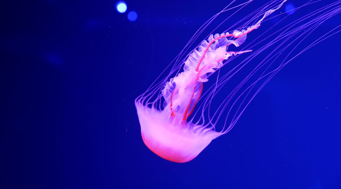 Lahinch Ocean Conservationist Offers Advice On Jellyfish