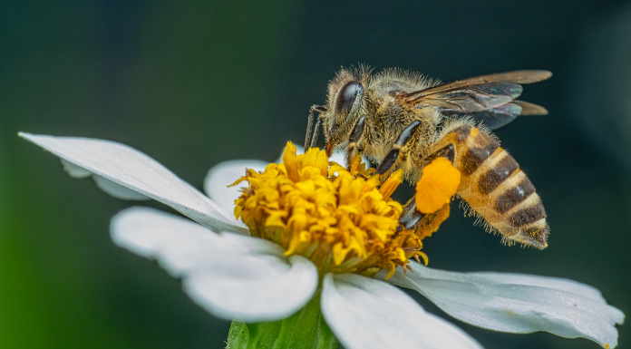The Protection Of The Native Irish Honey Bee Bill 2021