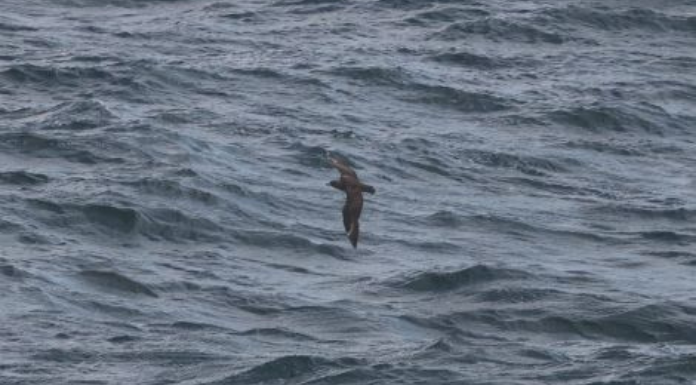 Two Rare Antarctic Birds Spotted In Ennis