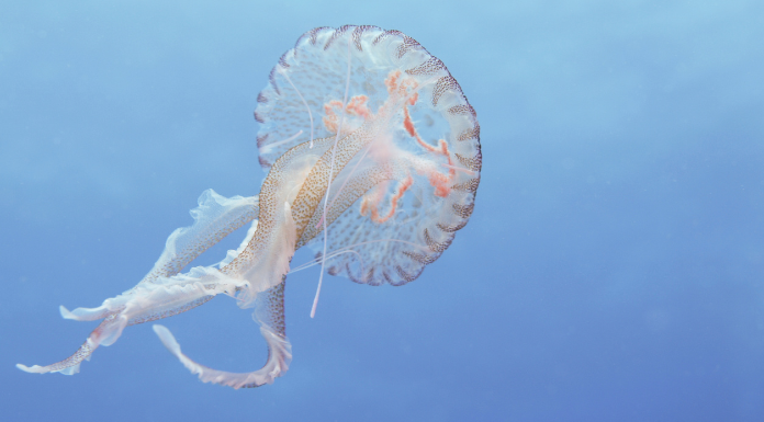 Claims Climate Change Bringing Mauve Stinger Jellfyfish To North Clare