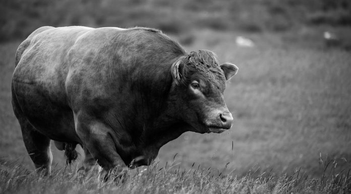 bull-farming-agriculture