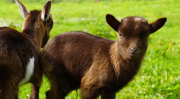 bunratty-goats