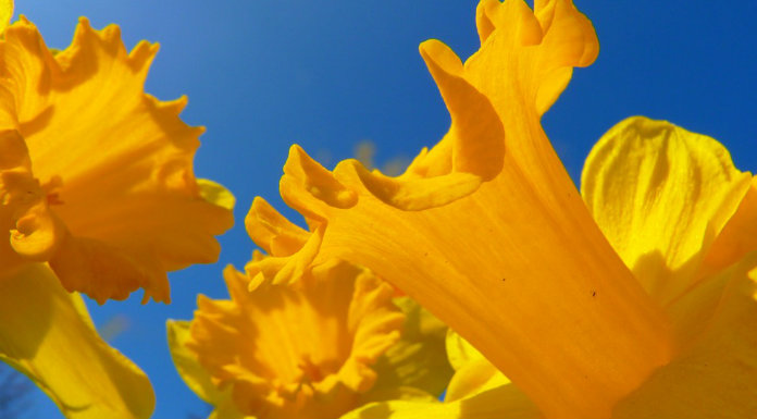 daffodils-696-x-385