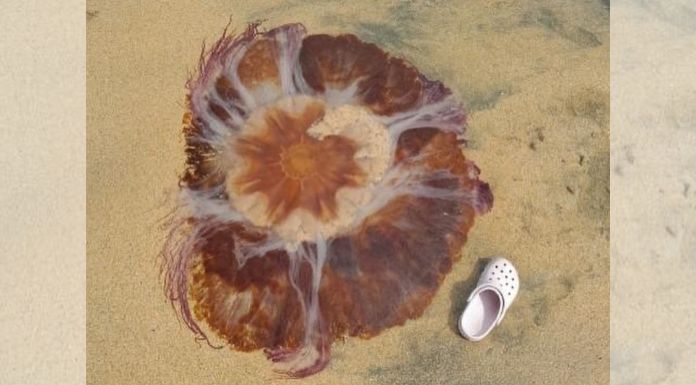 Red Flag Raised At Fanore Beach After Dangerous Lion's Mane Jellyfish ...