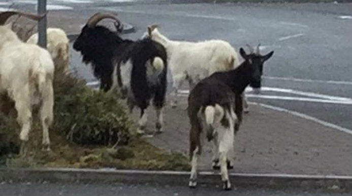 Rocky Road Goats