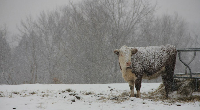 cow-in-snow-696-x-385