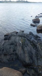 The rocks discovered at Lickeen Lake by Dr. Eamon Doyle